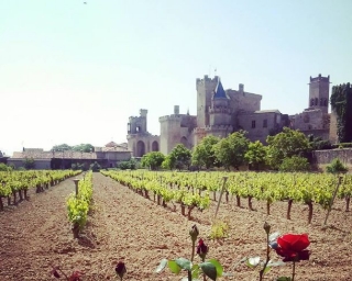 castillo entre vinedos